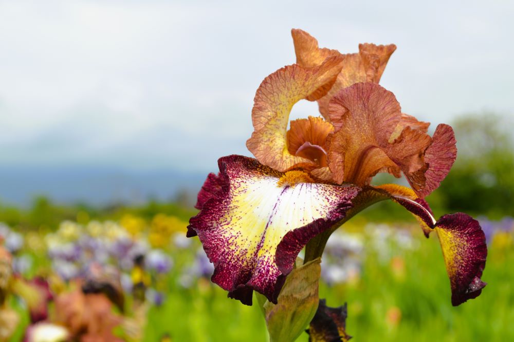 iris en fleurs