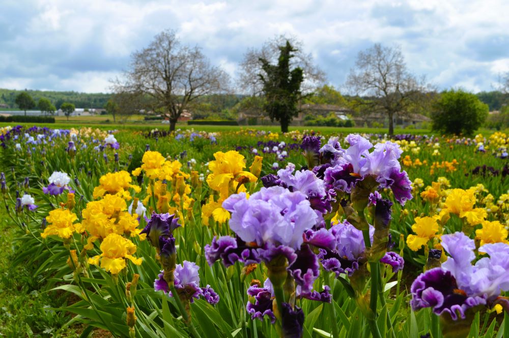 champ d'Iris en fleurs