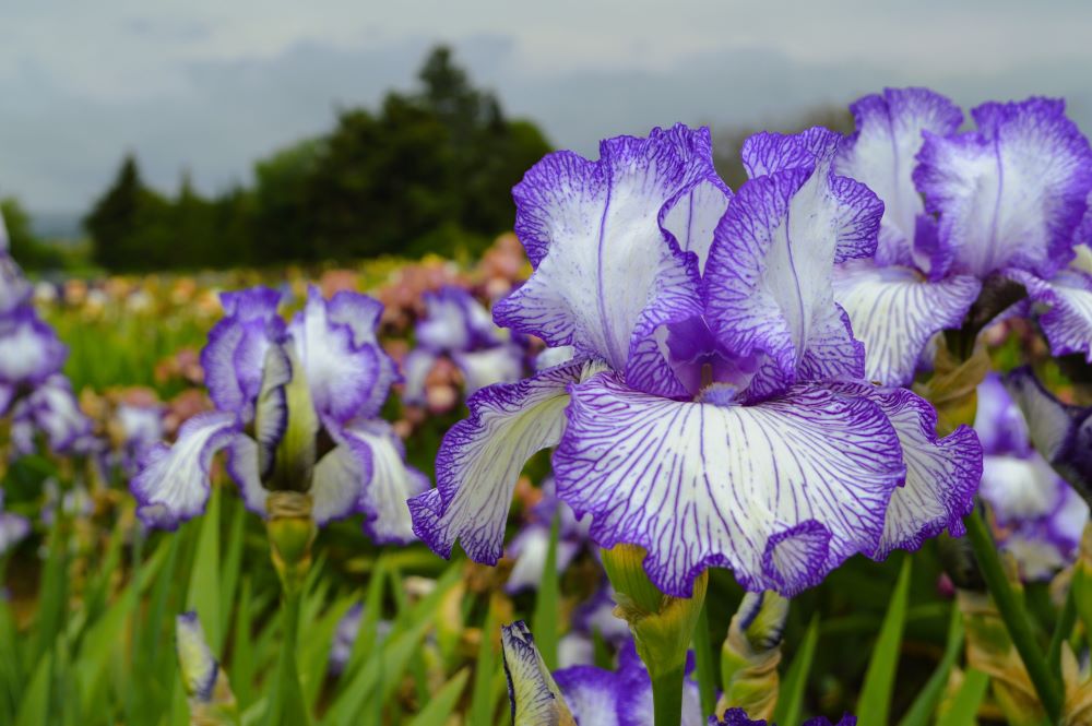 iris en fleurs