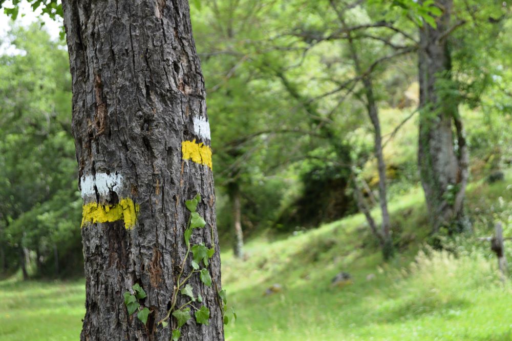 balisage jaune et blanc de randonnée sur un arbre