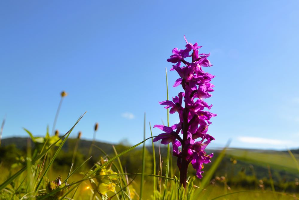 [Drôme] à la recherche des orchidées dans le Vercors