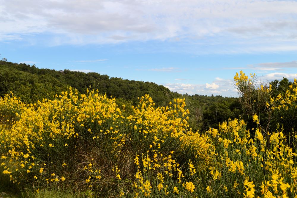 genêts en fleurs