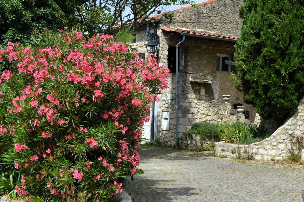 laurier rose et maison en pierre