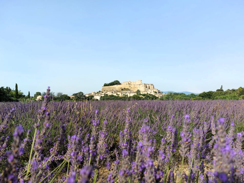champ de lavande avec un château en arrière plan