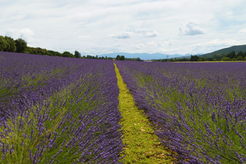 champ de lavande