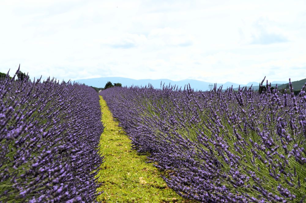 champ de lavandes
