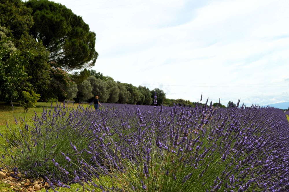 champ de lavandes
