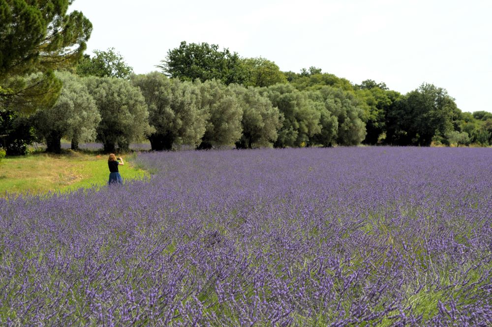 [Drôme] entre lavandes et villages perchés, bienvenue en Drôme&nbsp;Provençale