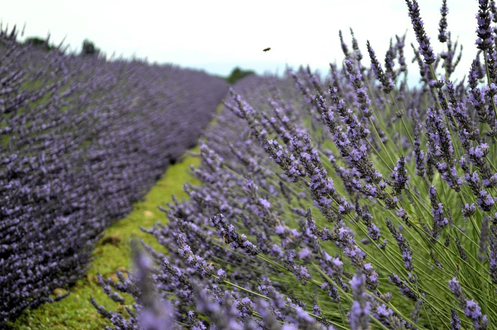 champ de lavandes