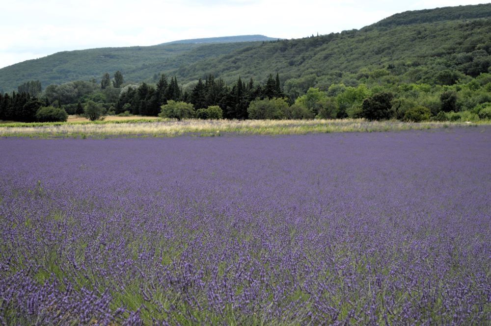 champ de lavandes