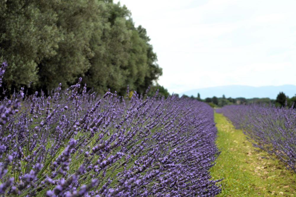champ de lavandes