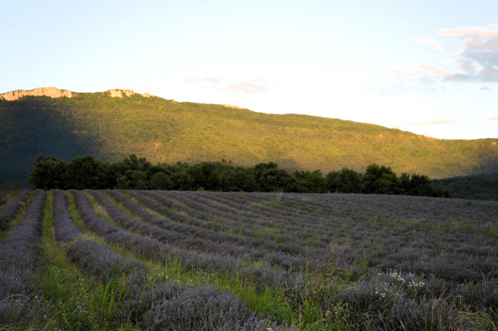 champs de lavande