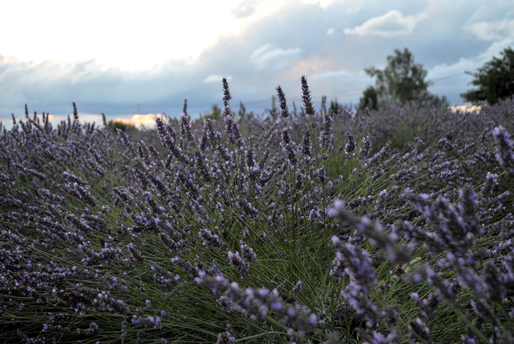 champs de lavande