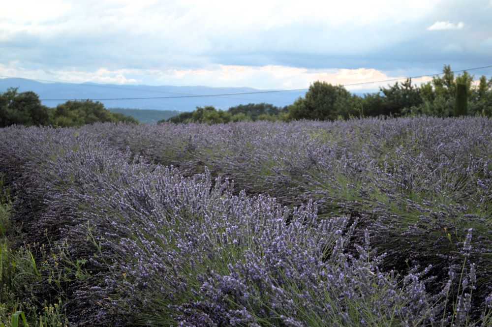champs de lavande