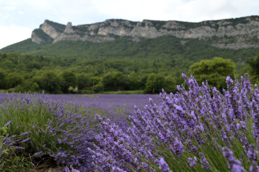 champ de lavandes en fleurs