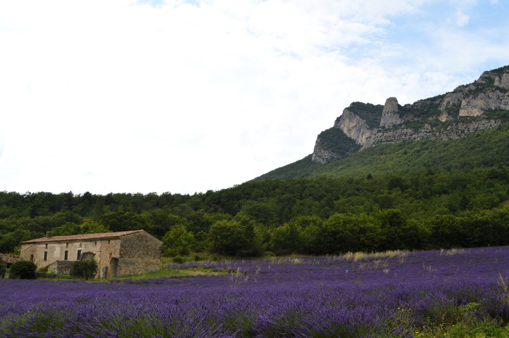 champ de lavandes en fleurs