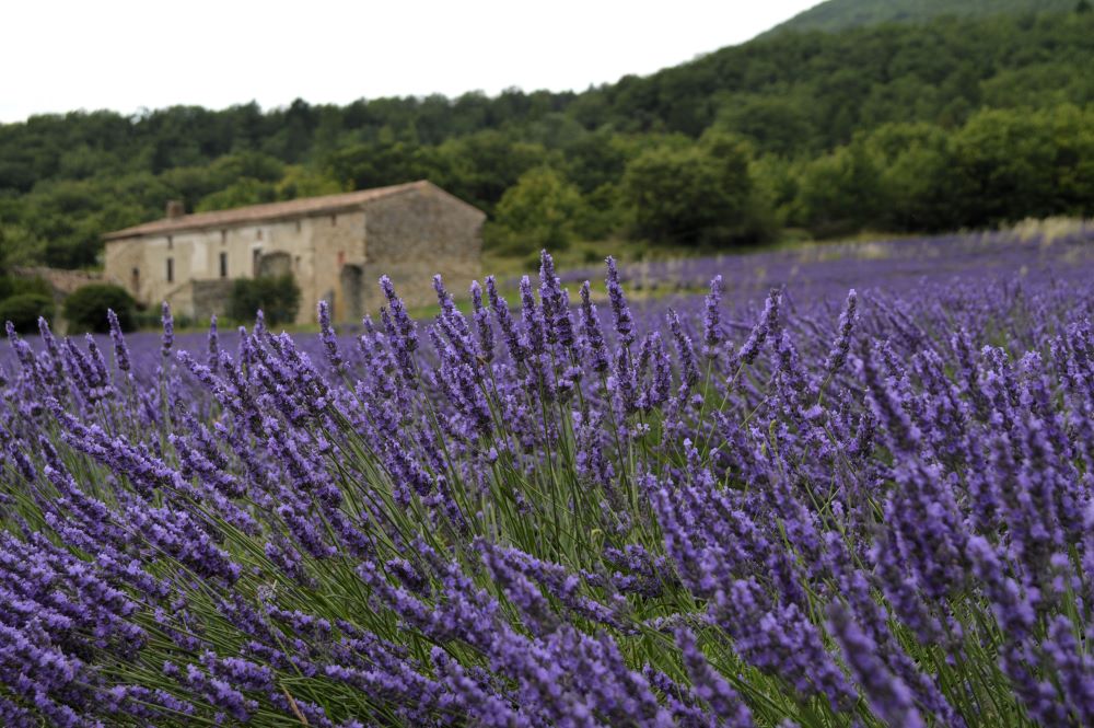 champ de lavandes en fleurs