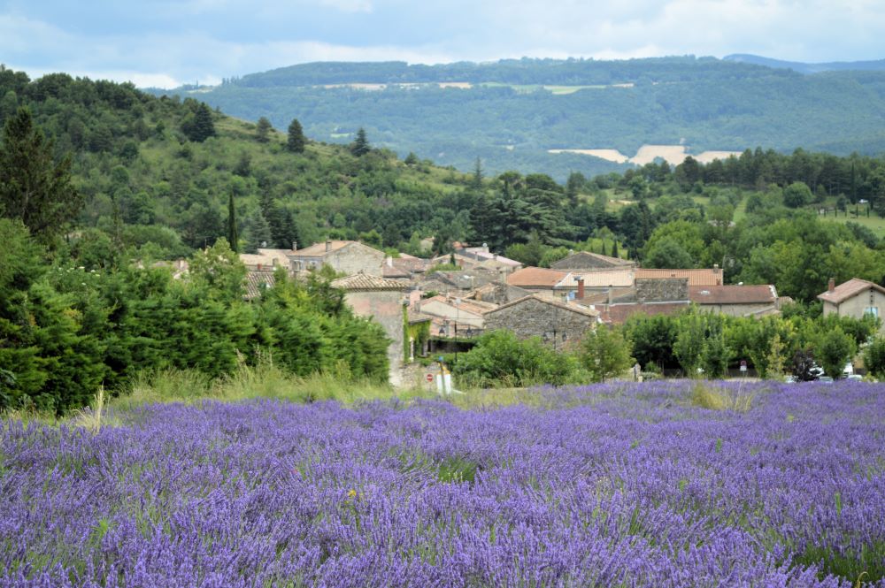champ de lavandes en fleurs