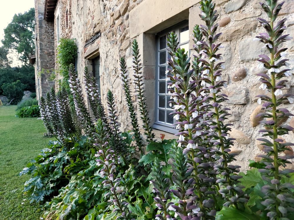 des sauges en fleurs devant un bâtiment en pierres