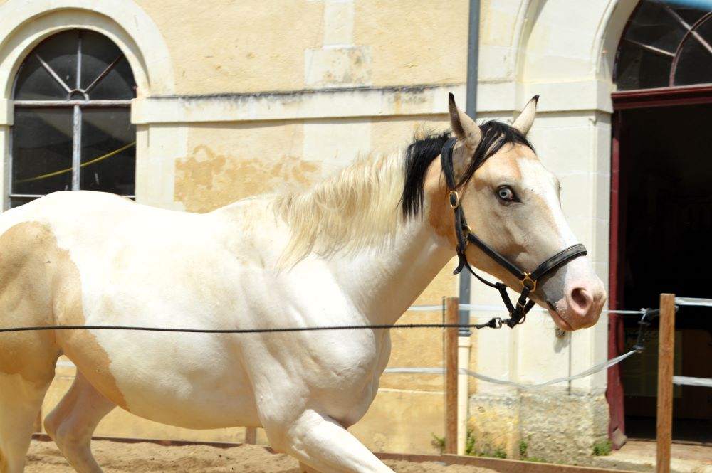 cheval paint-horse