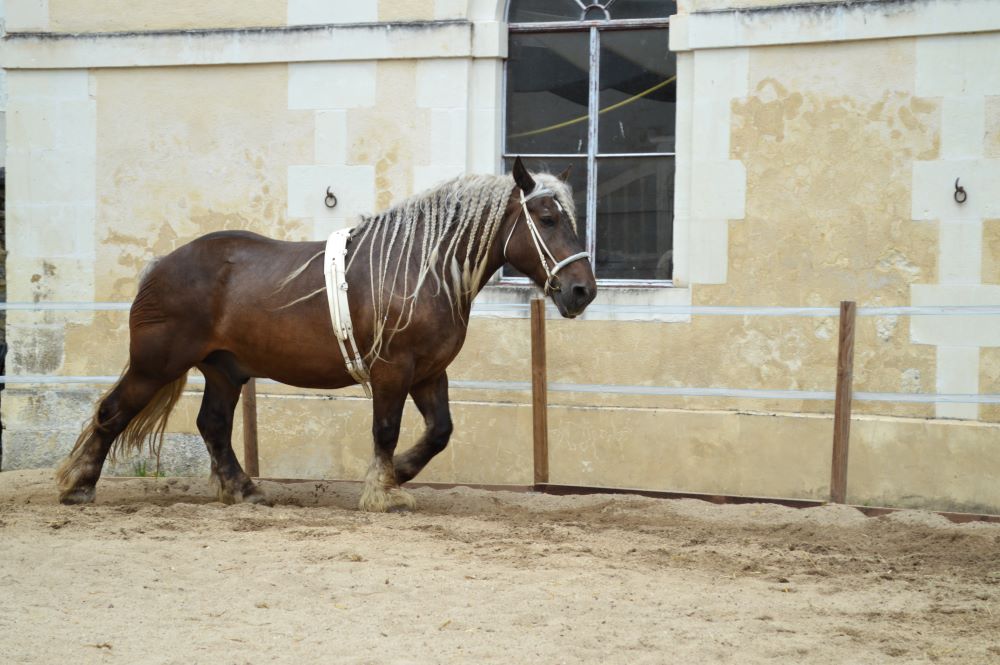 cheval de trait comtois