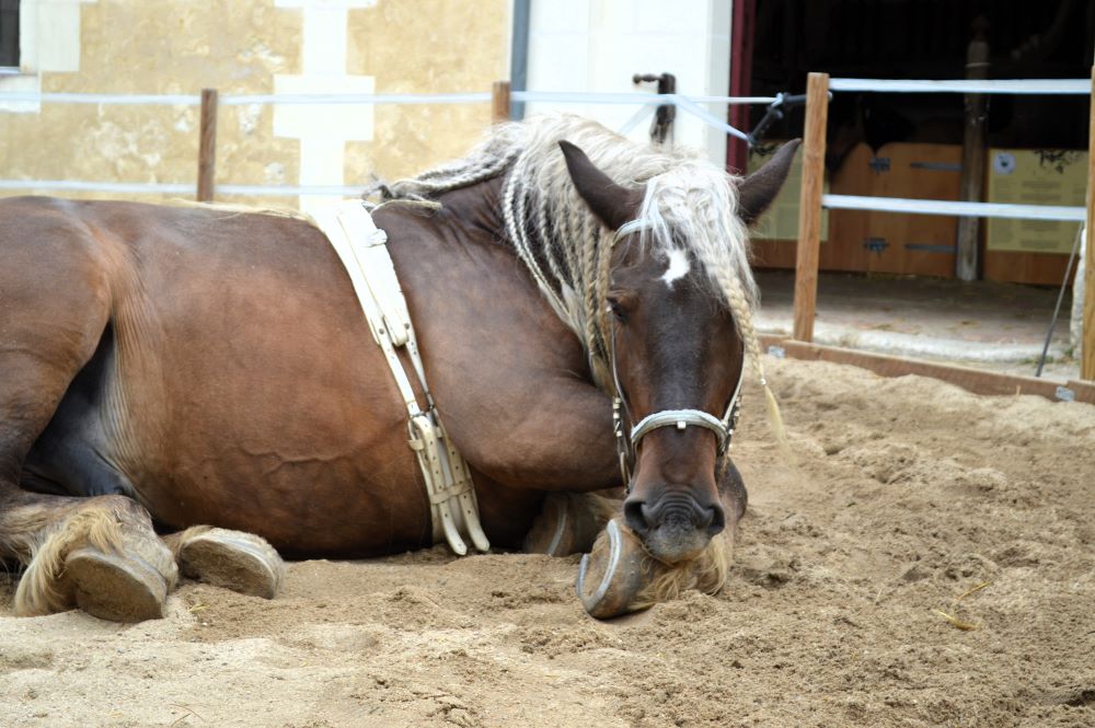 cheval de trait couché dans le sable