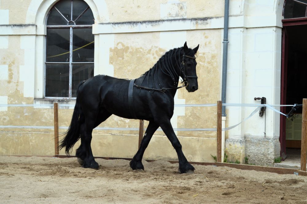 cheval frison