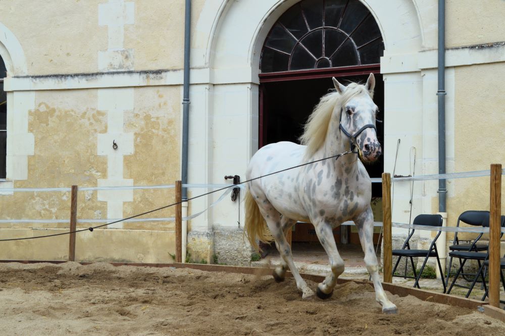 cheval courant dans un rond de longe