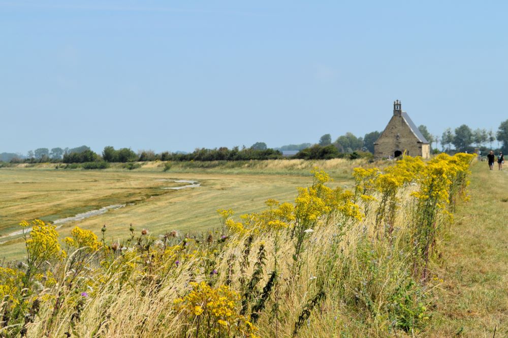 fleurs jaunes sur une digue au bord de l'herbu avec la chapelle en arrière plan