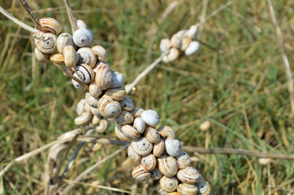 escargots agglutinés sur une branche