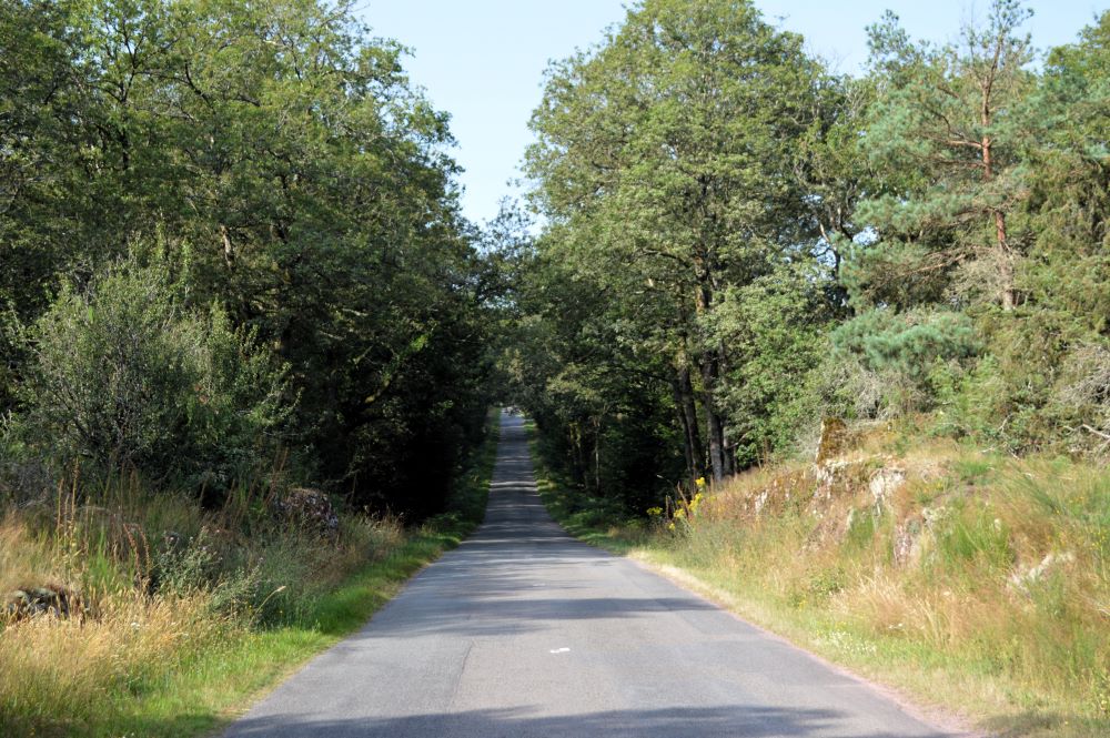 route traversant une forêt
