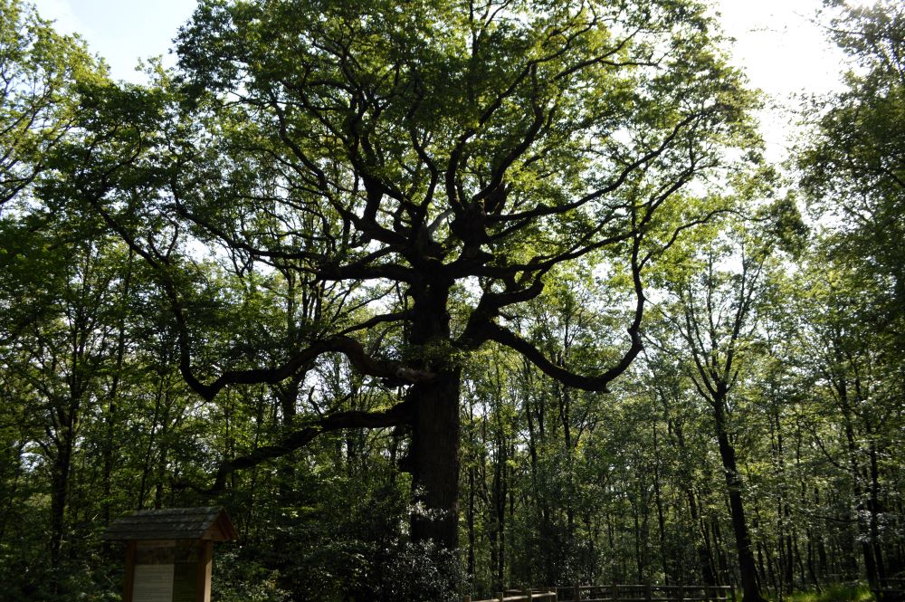 [Bretagne] la forêt de Brocéliande en 12&nbsp;lieux