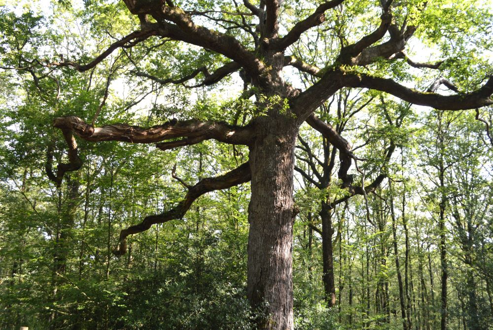 un grand chêne au milieu de la forêt