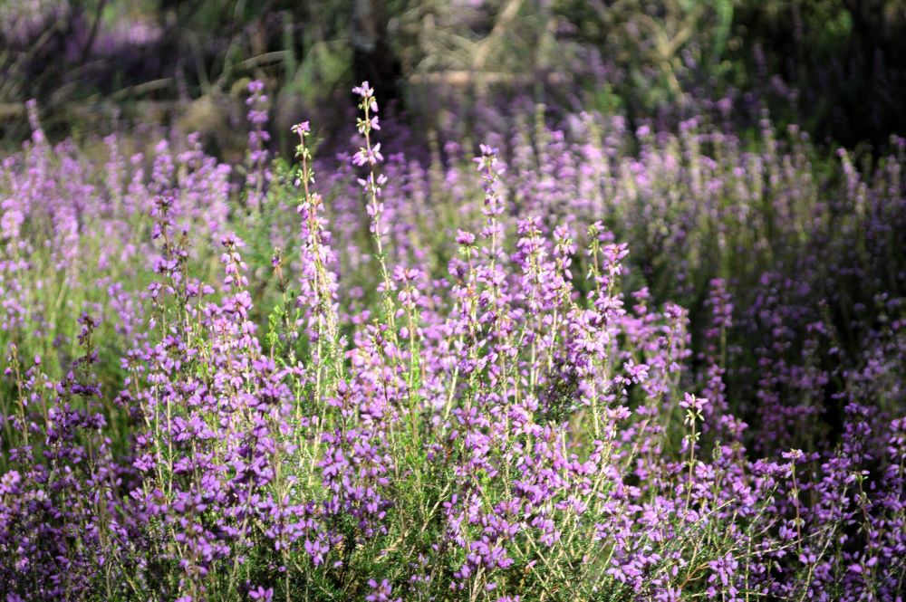 des bruyères en fleurs