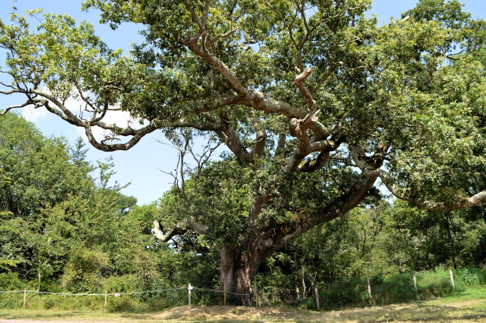 très vieux chêne tortueux