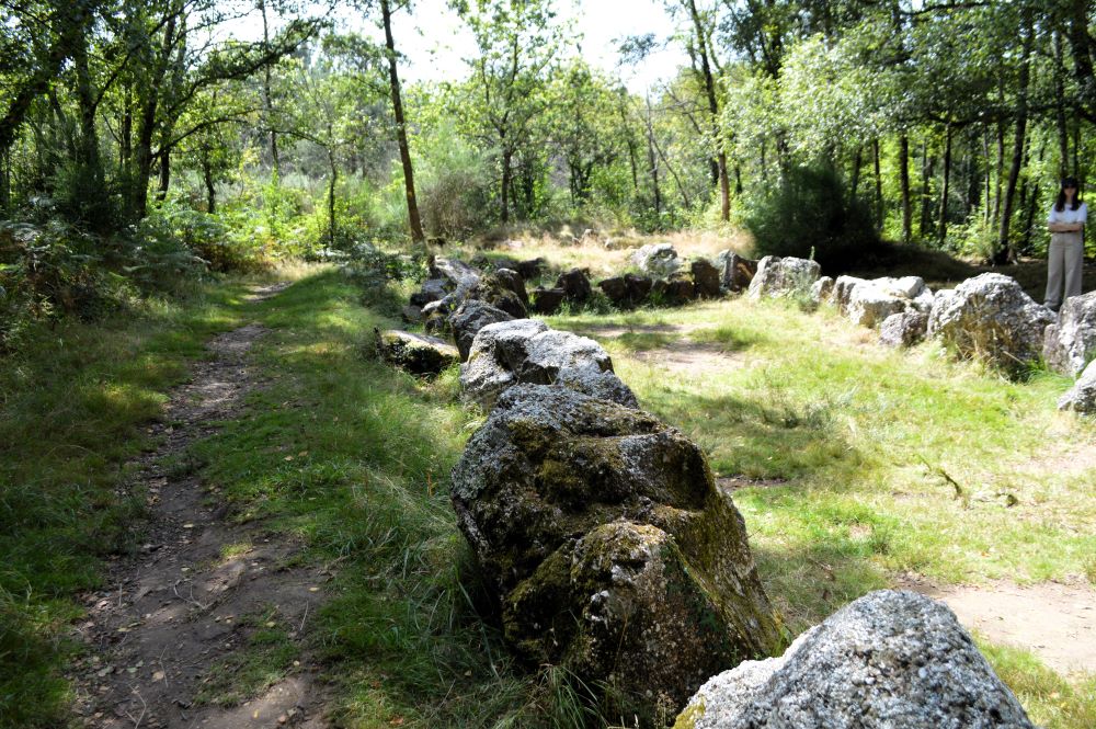 des pierres dressées dans la foret dessinent le contour d'une sépulture mégalithique