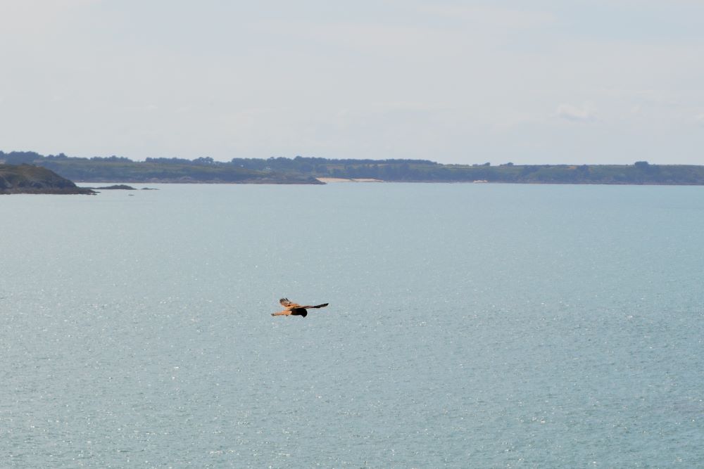 faucon crécerelle en vol au dessus de la mer