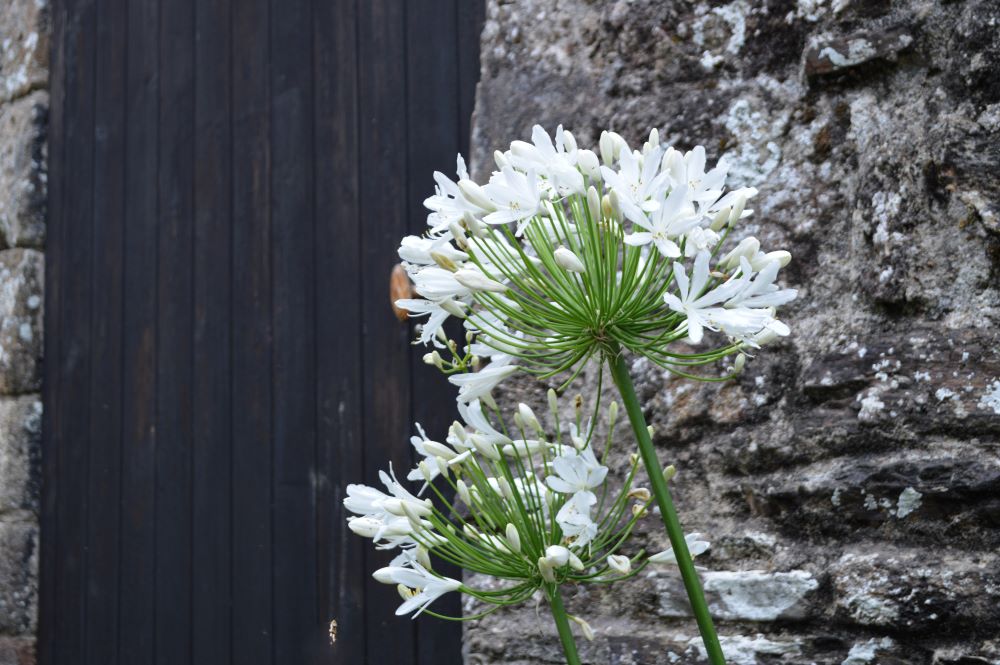 fleur d'agapanthe blanche