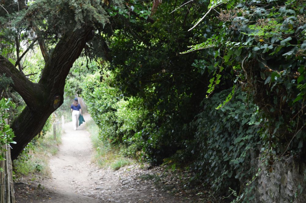 un sentier sous les arbres