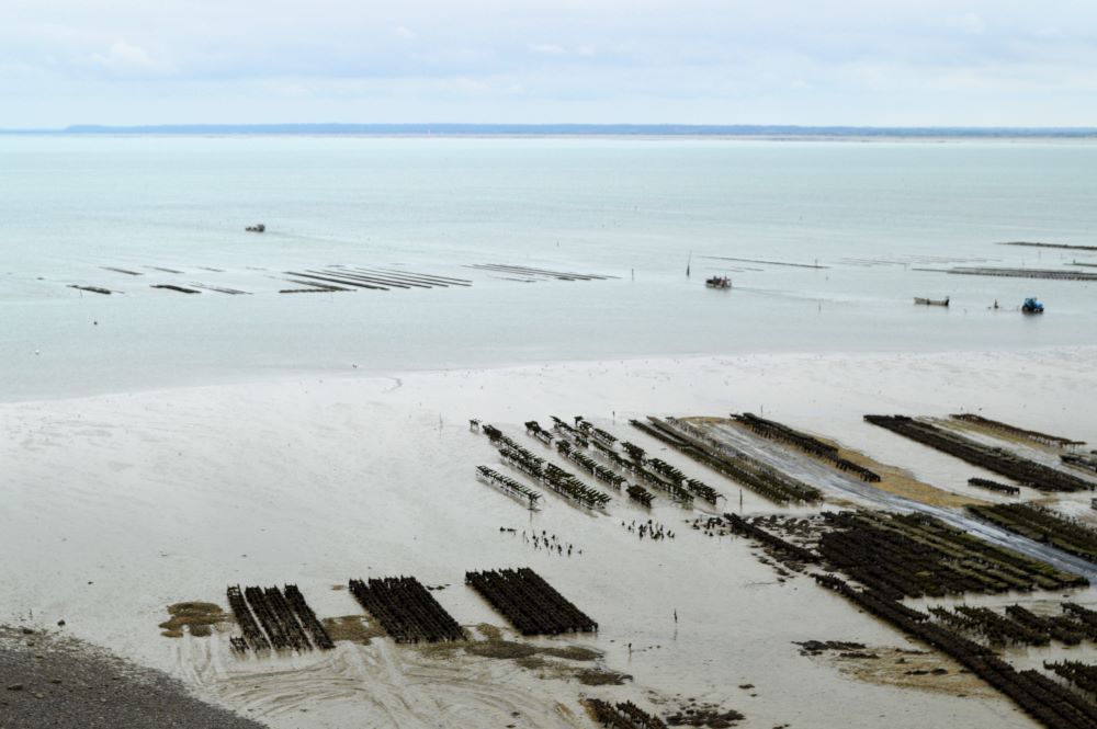 parcs à huitres à marée basse