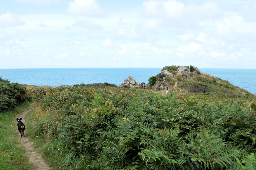 un chemin à travers une lande de fougères en bord de mer