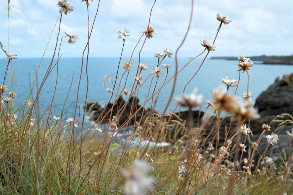 petites fleurs sauvages en bord de mer