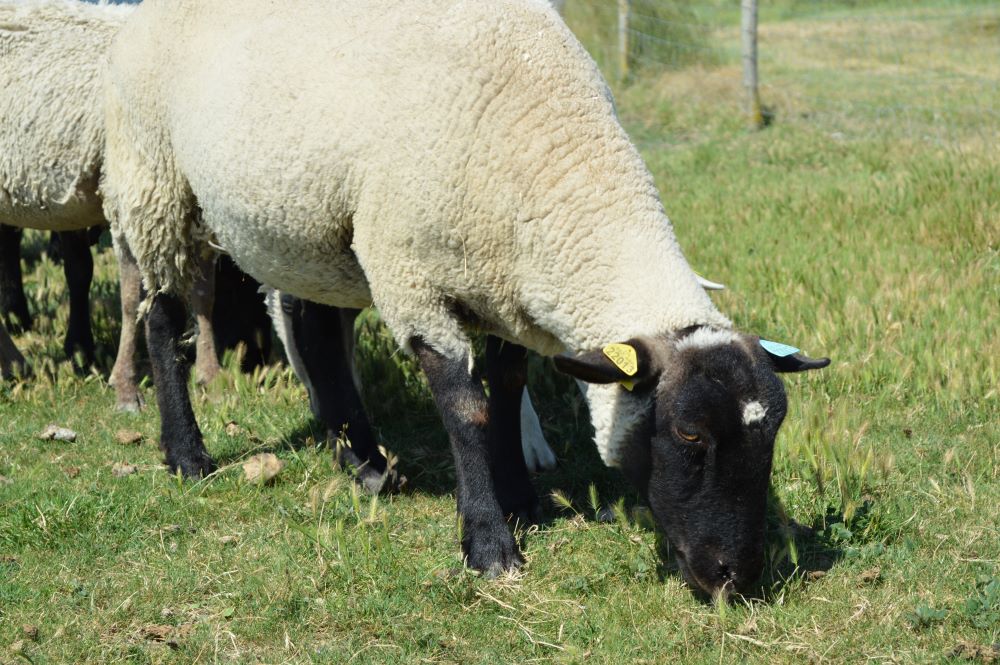 mouton en train de brouter