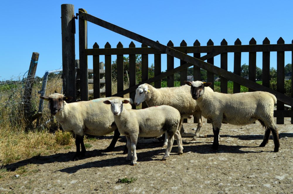 moutons devant un portail