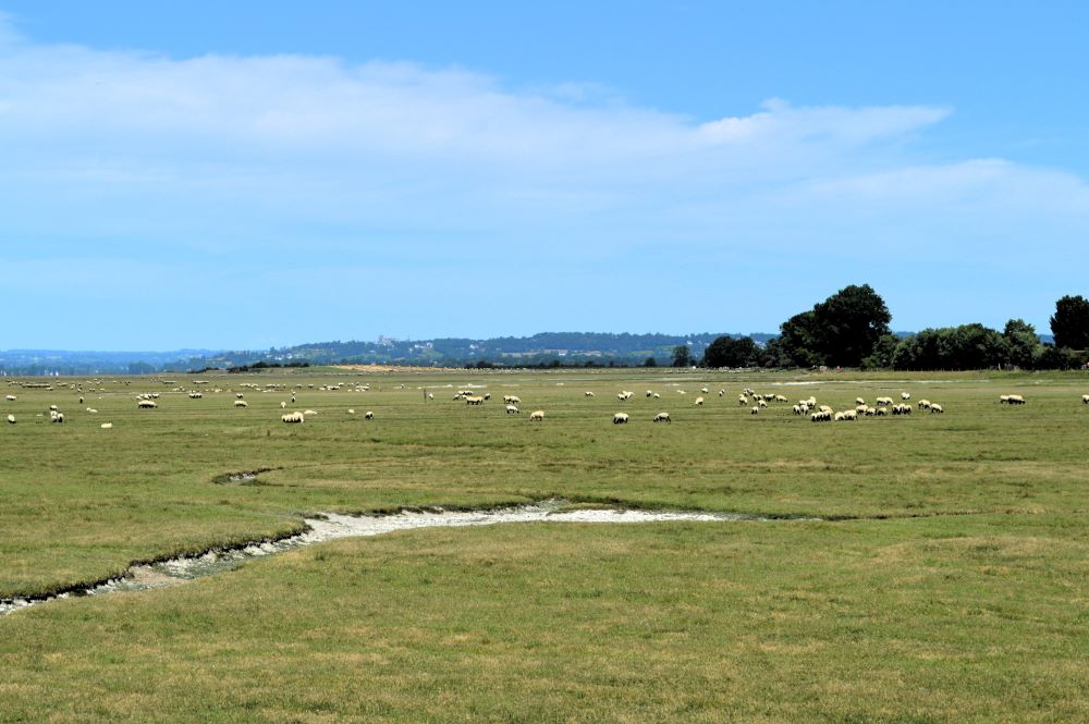 troupeau de moutons dans un pré