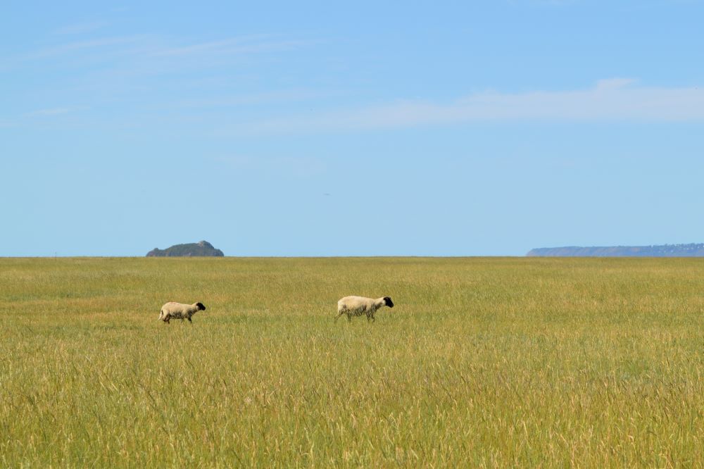 deux moutons dans un pré avec un rocher au fond