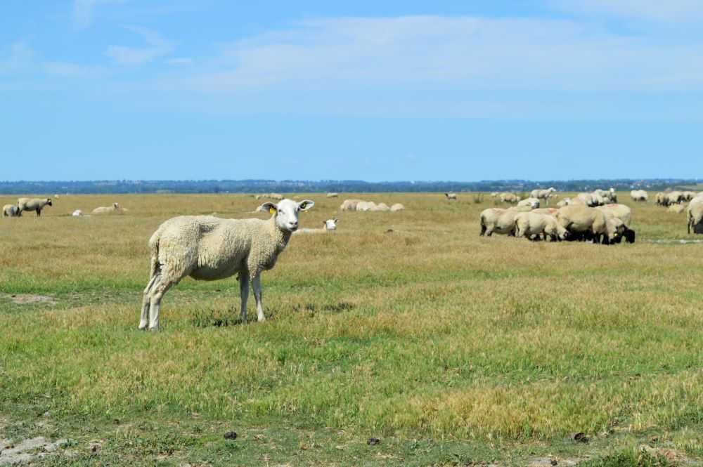 troupeau de moutons