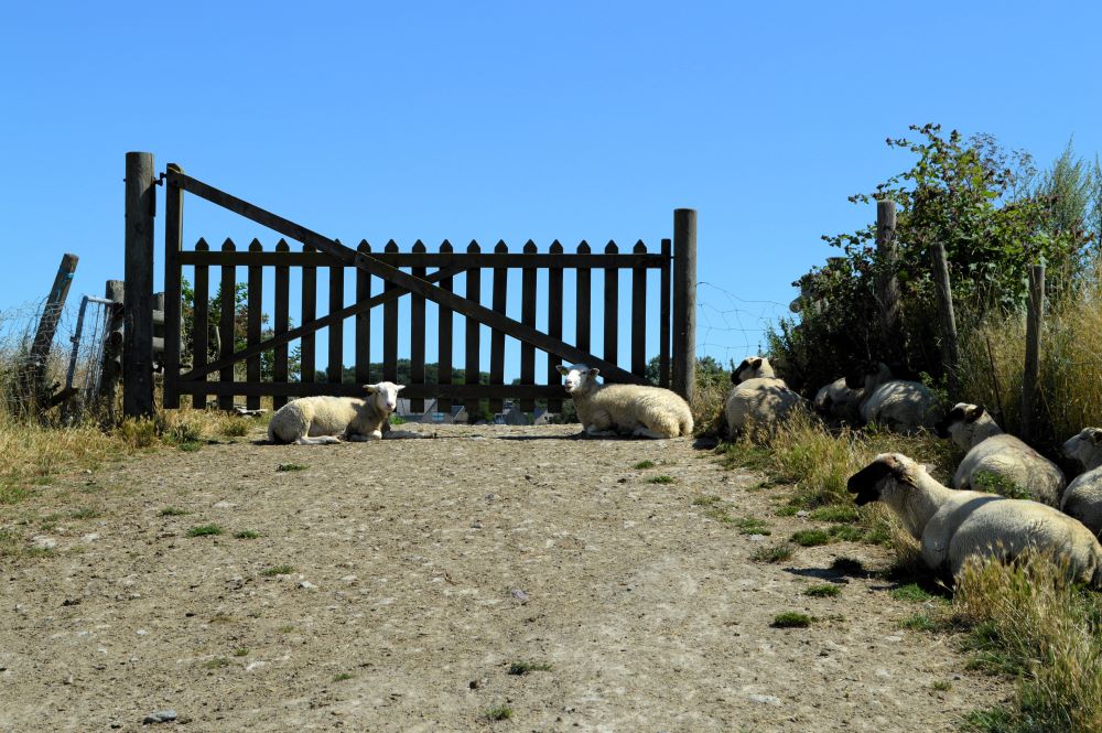 moutons couchés devant une barrière
