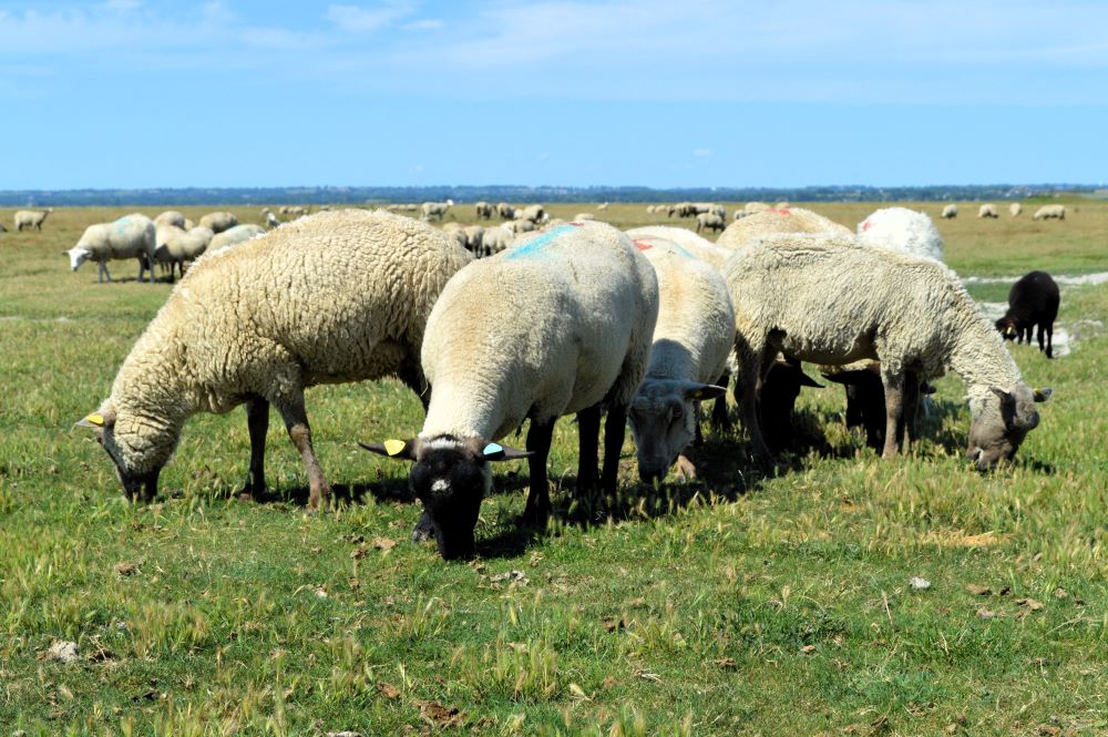 moutons en train de brouter
