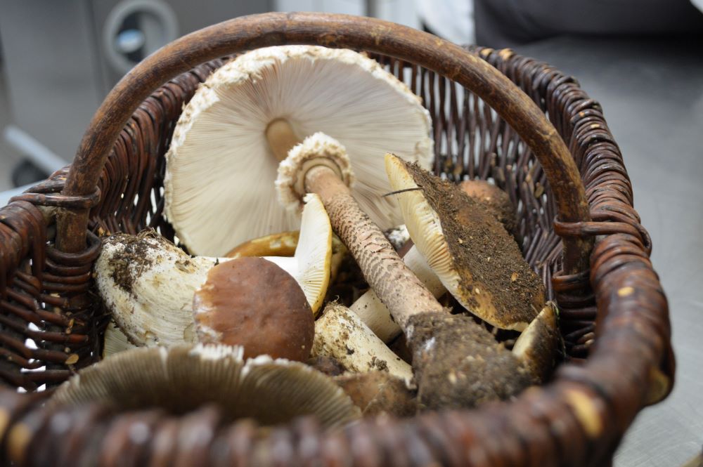 panier rempli de champignons